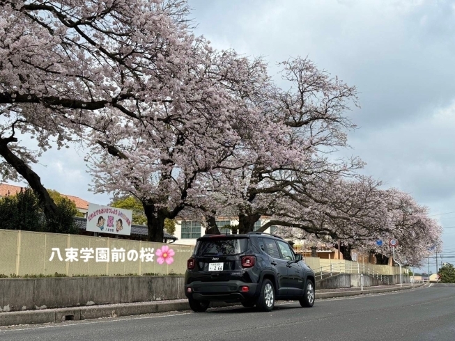 八束学園前の桜🌸「お花見レポート＠レネゲード vol.5」