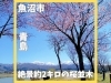 魚沼の桜スポット！短い春を楽しんで。残雪の越後三山を望む、魚