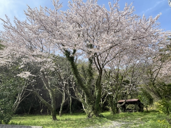 サロンの近くの桜の木「メンテナンスで心も身体も軽やかに！カメリアが大切にしていること」