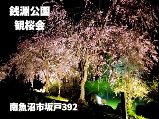「銭淵公園観桜会！夜の幻想的な景色に感動。」