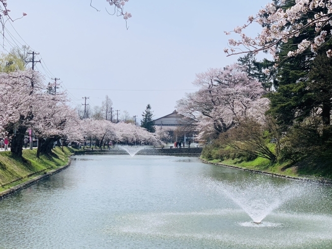 最上公園の桜並木「お散歩&お花見日和♪」