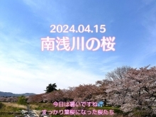 南浅川の桜　～五月橋から～　4月開催イベントのお知らせ・住まいの無料お困りごと相談会・包丁研ぎ・ワンコインハンドマッサージ