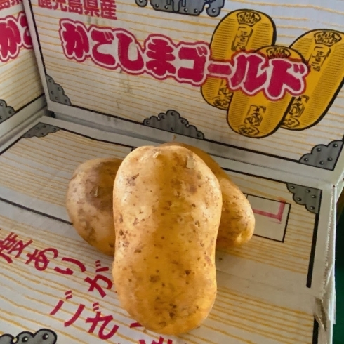 「千両箱のような箱に入った「じゃがいも」、 鹿児島県産「かごしまゴールド」が入荷していますよー🥔」