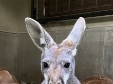 アカカンガルーのキマメに孫ができました