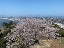 お花見🌸