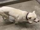 保護犬情報について