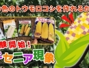 【新・ブランド開発!】トウモロコシを、芸術的センスを高めて、美味しくいただく為の交配作業を行います♪ たねのハシモトミヤ