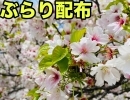 ぶらり配布【川越編】春の訪れ～夏到来！？