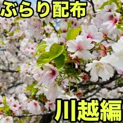 ぶらり配布【川越編】春の訪れ～夏到来！？