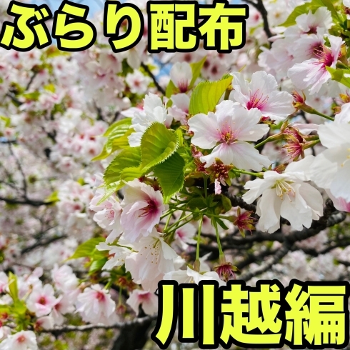 下手なりの桜写真^^「ぶらり配布【川越編】春の訪れ～夏到来！？」