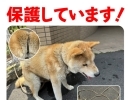 迷い犬の情報です！【西条市役所　本庁　衛生課】