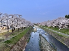 はじめまして！セイコ・フラワーアートです！