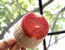 食後にもぴったりなカワイイサイズ感🤍生プリンアイス😍