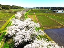 しろいのサクラ🌸なう！【2024年最終回】