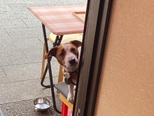 かわいいジャック🐶【🌟人気観光地！柴又帝釈天参道おすすめグルメ！美味しいランチ＆昼飲み＆食べ歩き好吃好喝メニューのお店🏮】