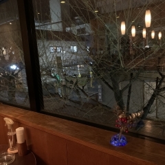 小樽花銀通りの桜🌸の街路樹今週末には開花します　  小樽のカクテル&ショットバー・ハーフトーン