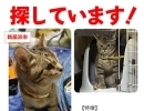 迷い猫を探しています【新居浜市東雲町】