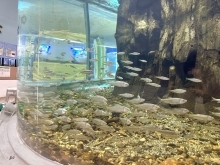 遊んで学べる体験・観光スポット⛲️かすみがうら市水族館より、週末イベントのお知らせ🐟