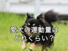 愛犬の健康のために大切なこと。