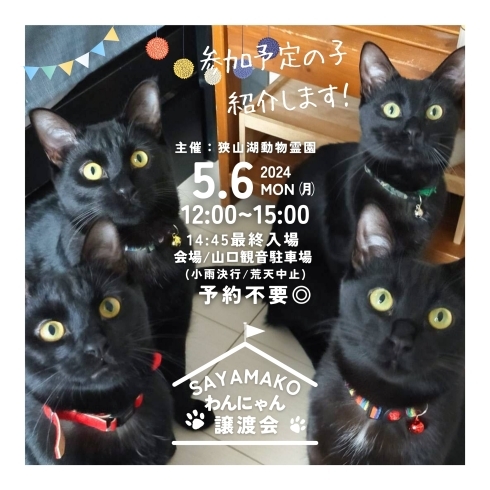 「✿5/6㈪ 譲渡会(所沢市)参加保護猫情報！③✿ 雑種猫/MIX猫/保護猫/狭山湖動物霊園」