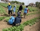 4/20 本日の農園 【お手軽に自然体験するならベジキングの観光農園 K's Garden Lab.】