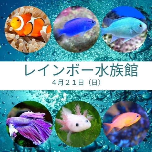 レインボー水族館「本日のイベントは・・・【ショッピングプラザアスモの隣りにある外房エリア唯一の総合住宅展示場】」