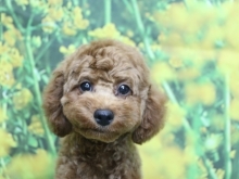 トイプードル子犬レッド男の子(オス)、生後4ヶ月。千葉県鎌ヶ谷市船橋市市川市柏市ブリーダー