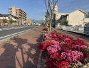 【新居浜駅前のシンボルロード】つつじが見頃を迎えています😊✨