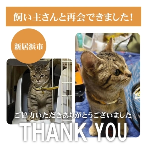 「【無事再会！】新居浜市東雲町で迷子になった猫のソラくん。飼い主さんと再会できました！」