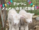 【5/3（金） 開催】ふるるファームで生まれた子羊2頭にお名前を付けてあげよう！　子羊メェメェ(命名)式開催のお知らせ