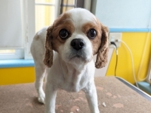 【☆★今日のわんこより★☆】豊平区月寒東のトリミングショップ【犬の床屋さんちゃいるどっく】信頼のクオリティを提供！安い価格設定！人気のオプション歯みがき、炭酸泉浴など！ご自宅では難しい爪切りもお任せください！予約制で夜間営業も！