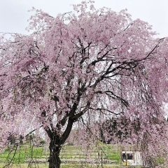 胎内の美しい桜を想い、そしてCopilot君！