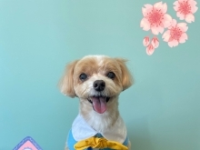 Dog salon mofu mofu 余市町