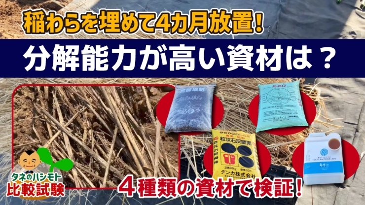 「【野菜の残渣を分解せよ!】畑にワラを伏せ込み!イチ早く土に変わる資材は何になるのか? たねのハシモトミヤ」