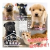 即日発送】つぶらな瞳約40こ／犬と猫・マリン・恐竜園・牧場