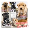 5/6 譲渡会(所沢市)参加保護犬猫情報！⑤ MIX犬/雑種犬/保護猫/狭山湖動物霊園