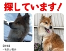 迷い犬を探しています【新居浜市船木】