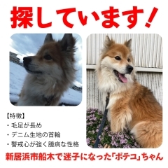 迷い犬を探しています【新居浜市船木】