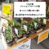 パッションフルーツの苗問い合わせ パッションフルーツの苗問い合わせ