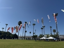 【マリンパーク新居浜】約100体の鯉のぼりが空を泳いでます🎏