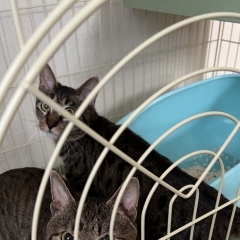 キジトラちゃん2匹お泊まりに来てくれました！【⠀札幌 北区 catbeard キャットビヤキャット】