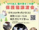 伊奈町で保護猫譲渡会開催します