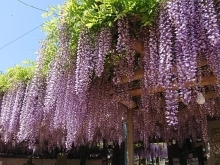 【西条市】藤の花、つつじが見頃を迎えています！（2024年4月26日）