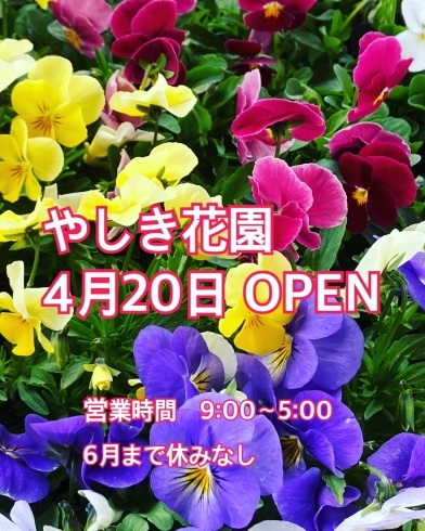 タイトル「やしき花園　4月20日OPEN！」
