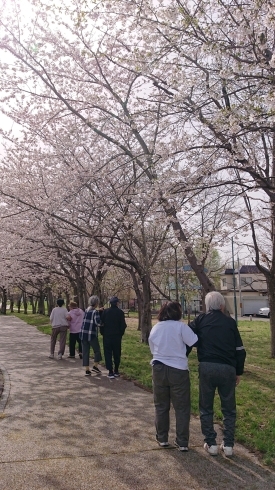 桜並木の散歩🌸「桜🌸【札幌市北区拓北 小規模多機能 春の歌】」