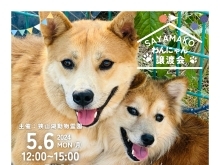 ✿5/6㈪ 譲渡会(所沢市)参加保護犬猫情報！⑦✿ 雑種犬/MIX犬/ミックス犬