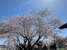 天上寺の桜が綺麗でした！！