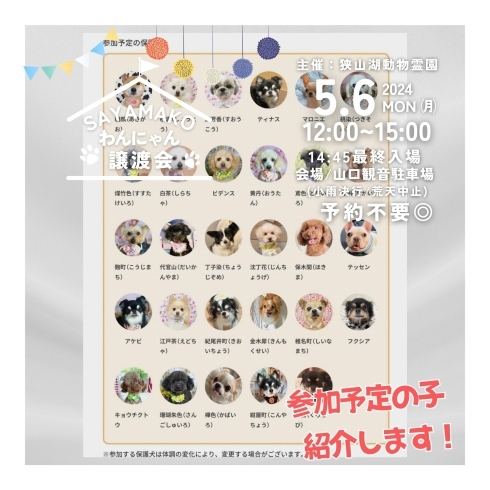 「✿5/6㈪ 譲渡会(所沢市)参加保護犬猫情報！⑧✿ 小型犬/チワワ/トイプードル」