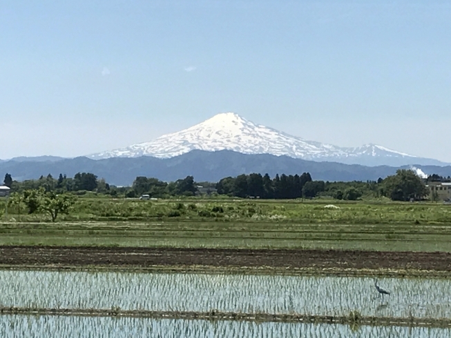 秋田県側から見る鳥海山「秋田富士」「【センター長のひとりごと Vol.1】 鳥海山を語ってみた」