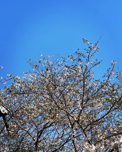 サロンへの小道に咲く桜「イベント色々」